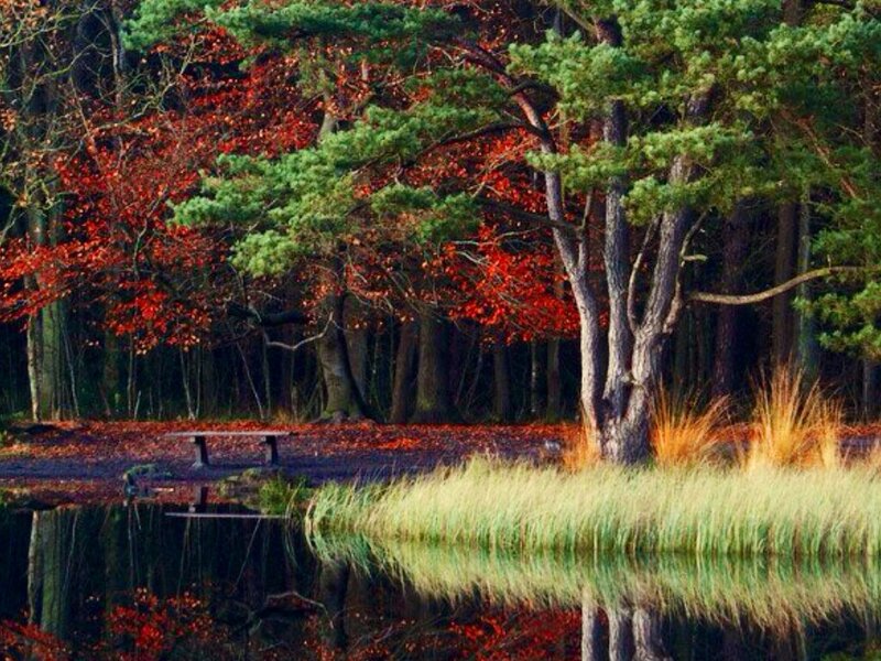 Forest Pond with Bench — Green