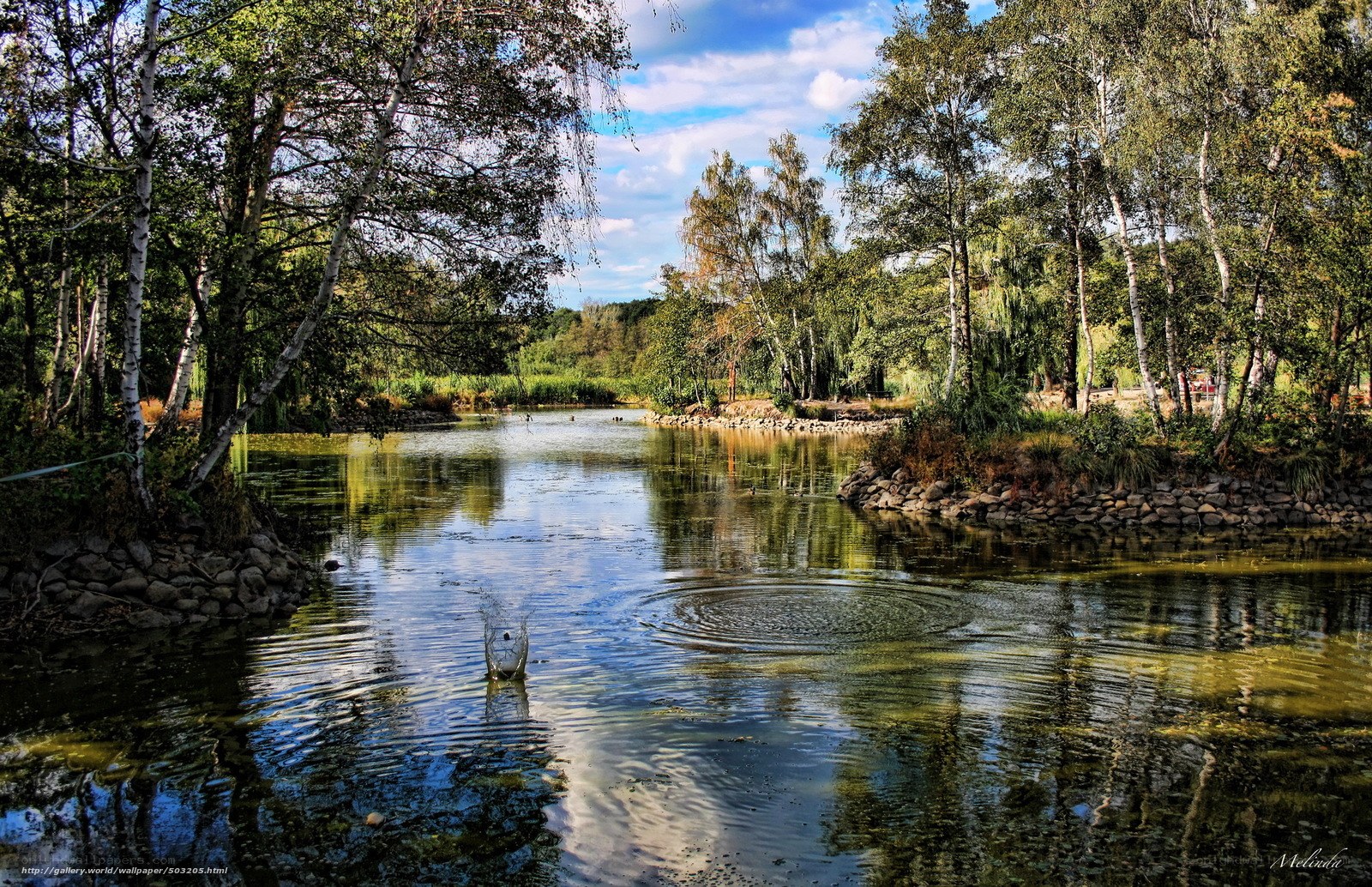 Forest pond with birch trees