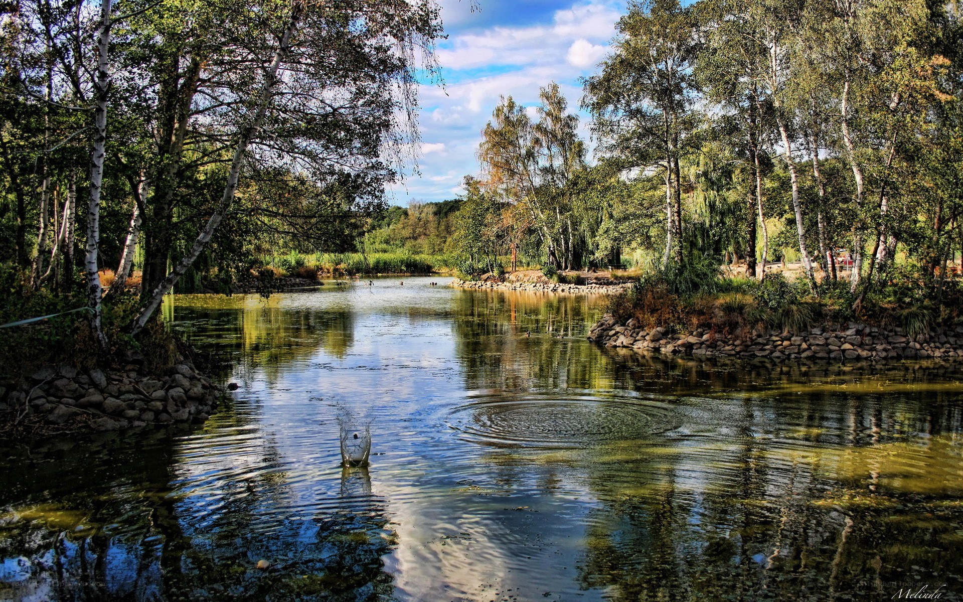 Forest pond with birch trees