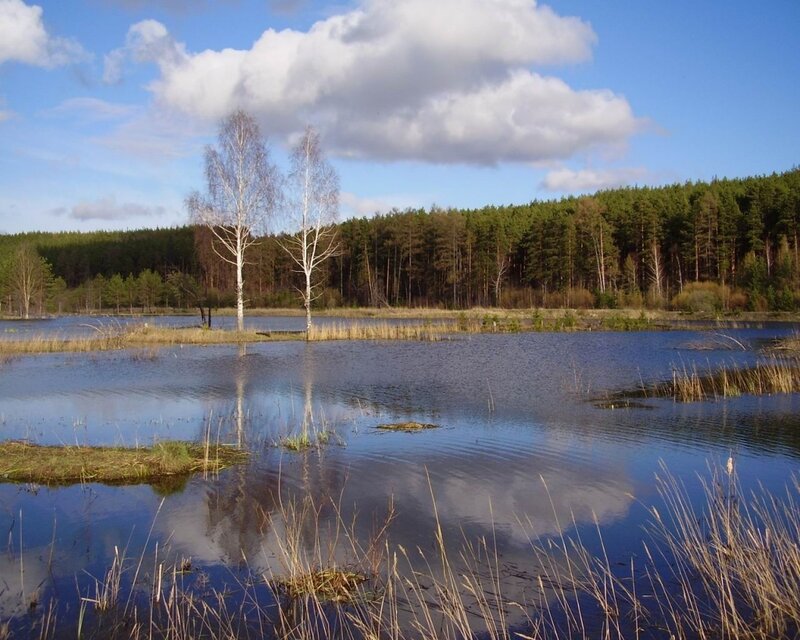 Forest pond with birch trees