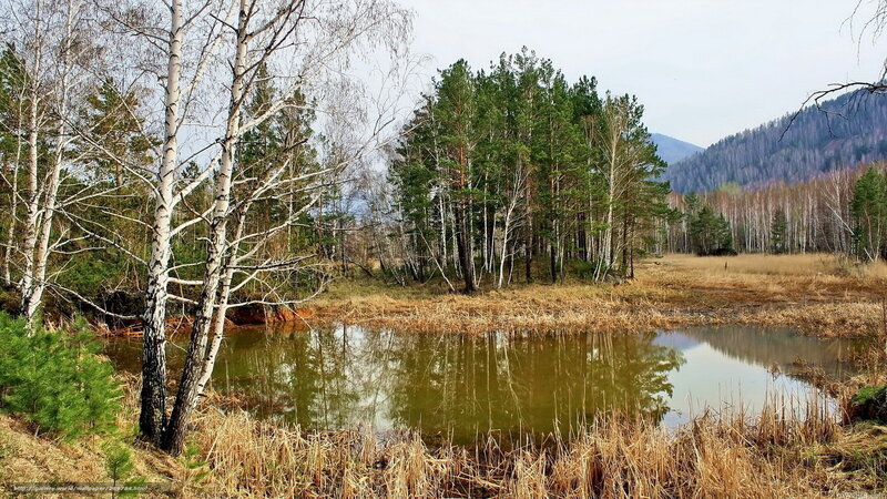 Forest pond with birch trees
