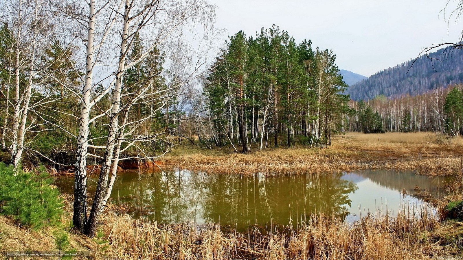Forest pond with birch trees