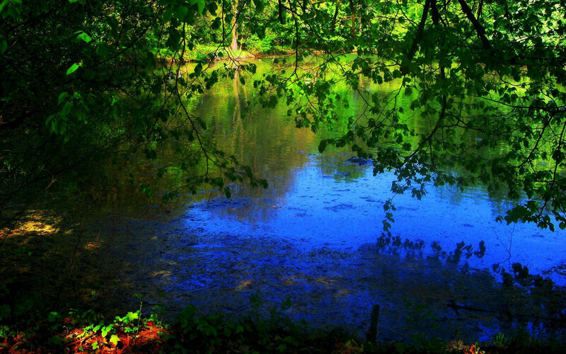 Forest pond with blue reflection