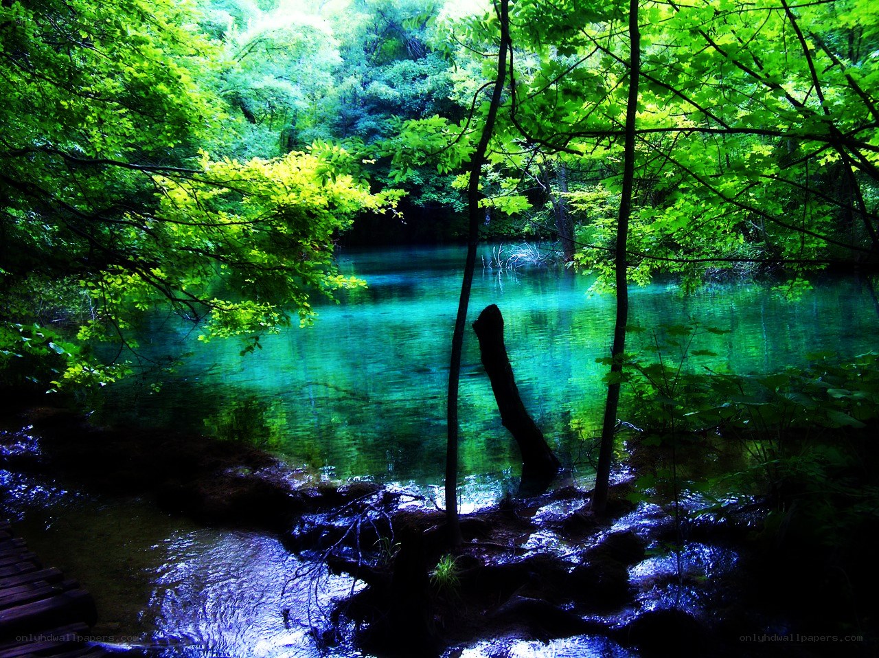 Forest pond with clear water