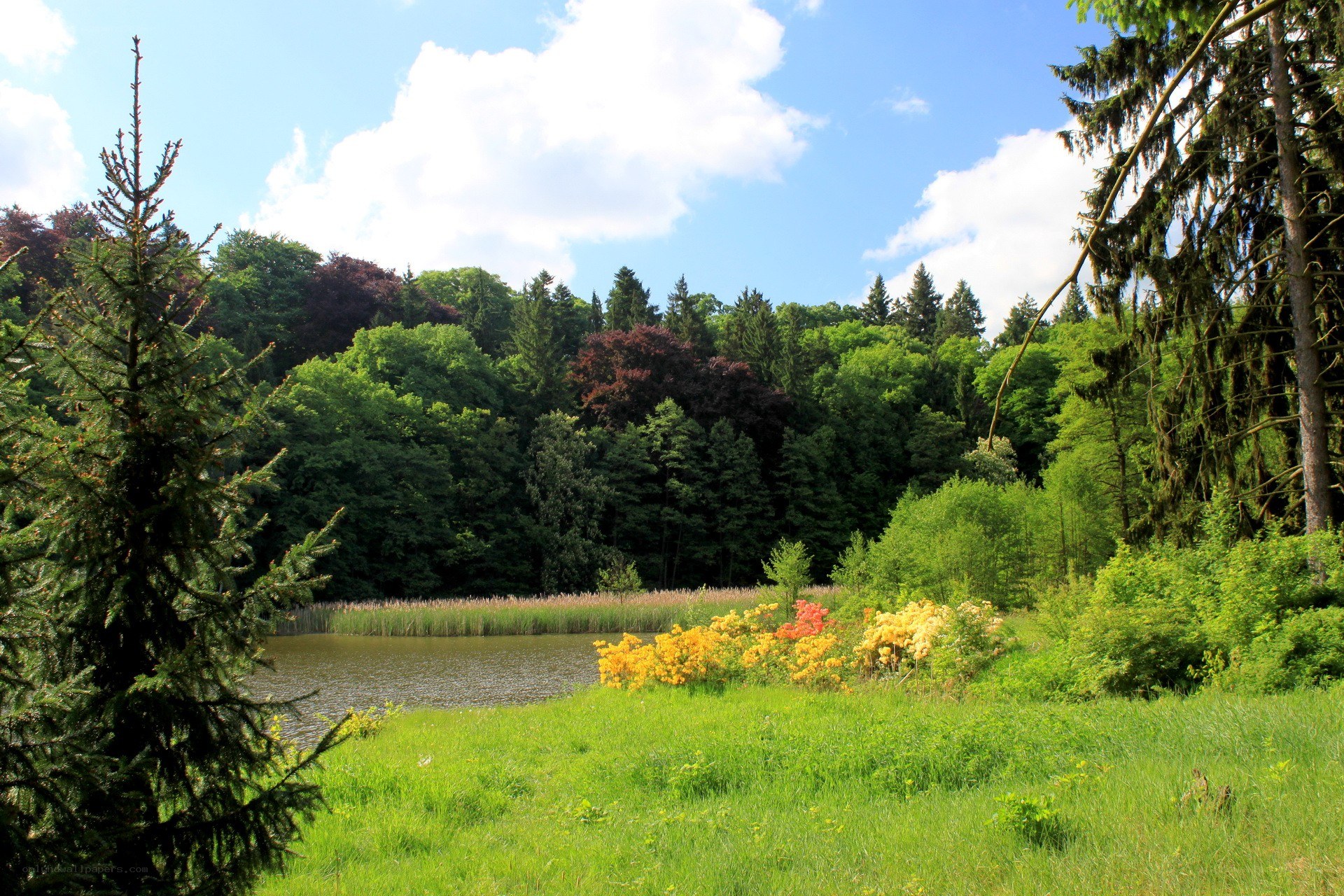 Forest pond with colorful flowers