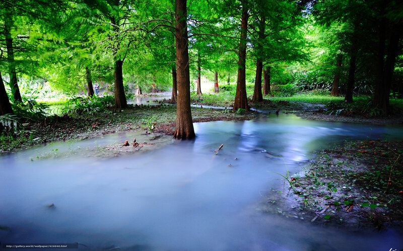 Forest pond with cypress trees