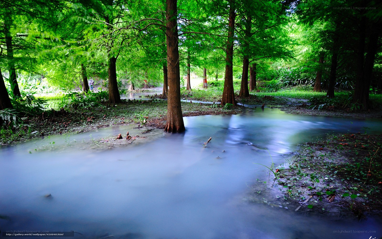 Forest pond with cypress trees