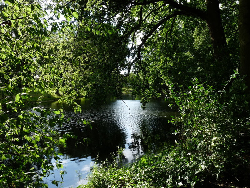 Forest pond with dappled sunlight