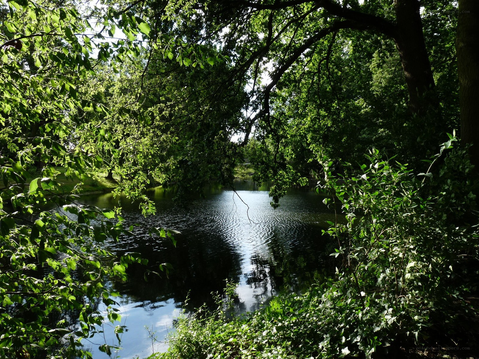Forest pond with dappled sunlight
