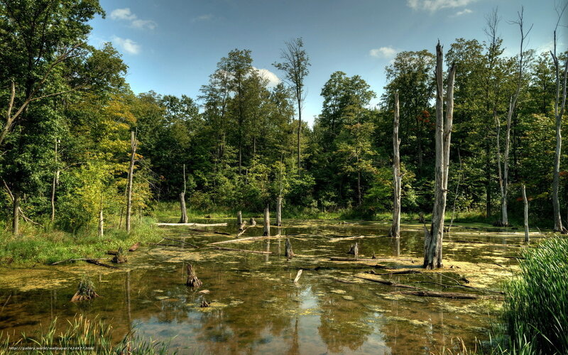 Forest pond with dead trees