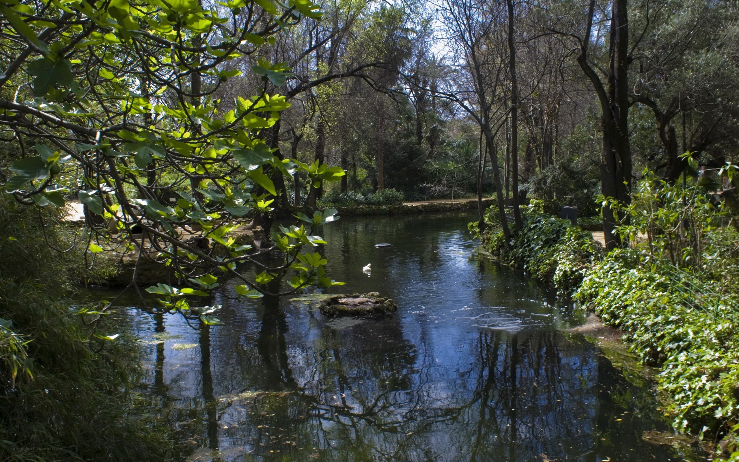 Forest pond with duck