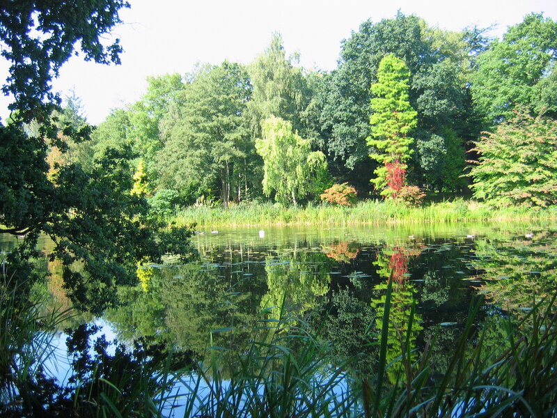 Forest pond with ducks