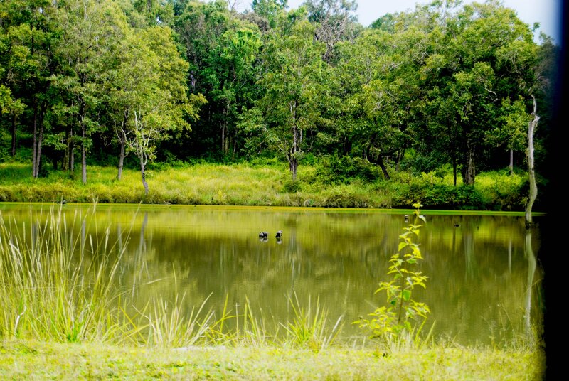 Forest pond with ducks