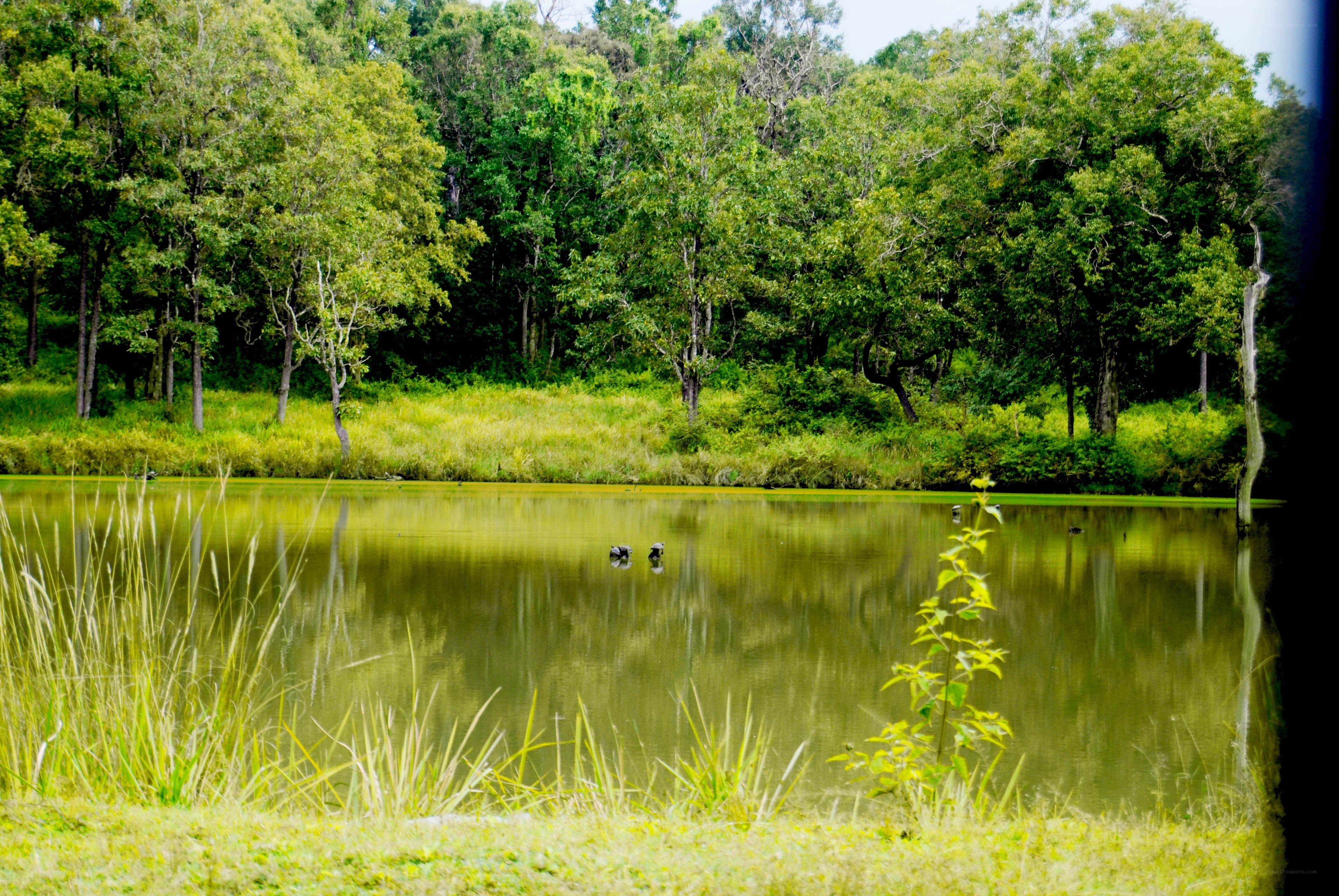 Forest pond with ducks