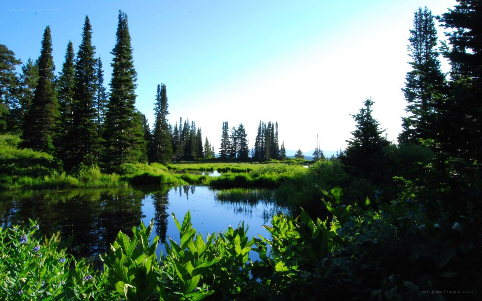 Forest pond with evergreen trees