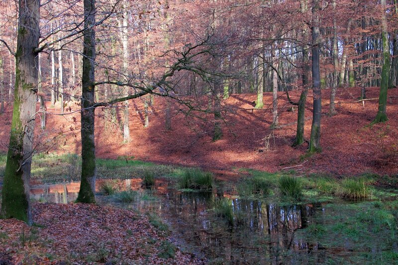 Forest Pond with Fallen Leaves
