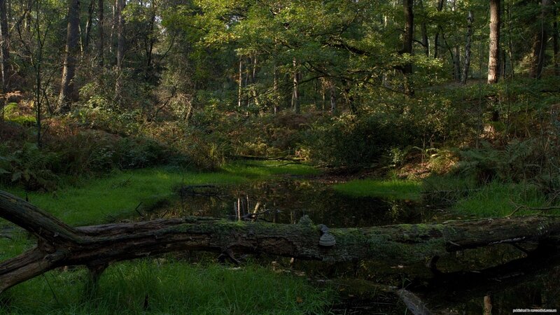 Forest pond with fallen log