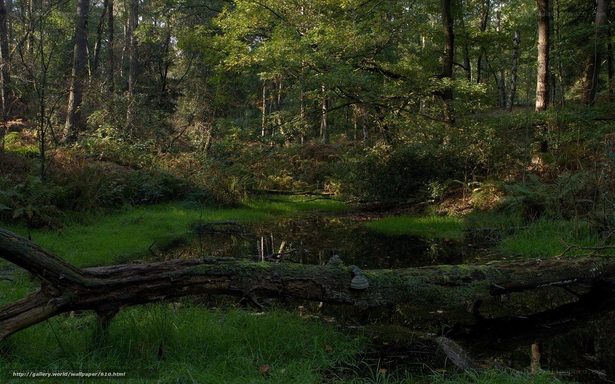 Forest pond with fallen log