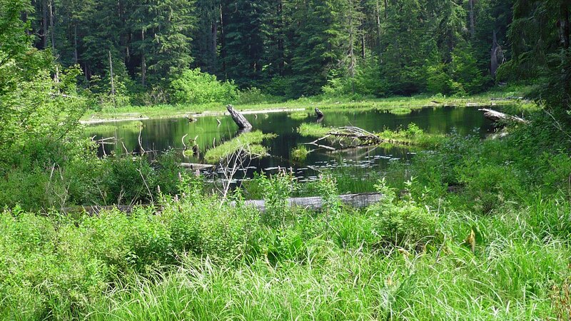 Forest pond with fallen logs
