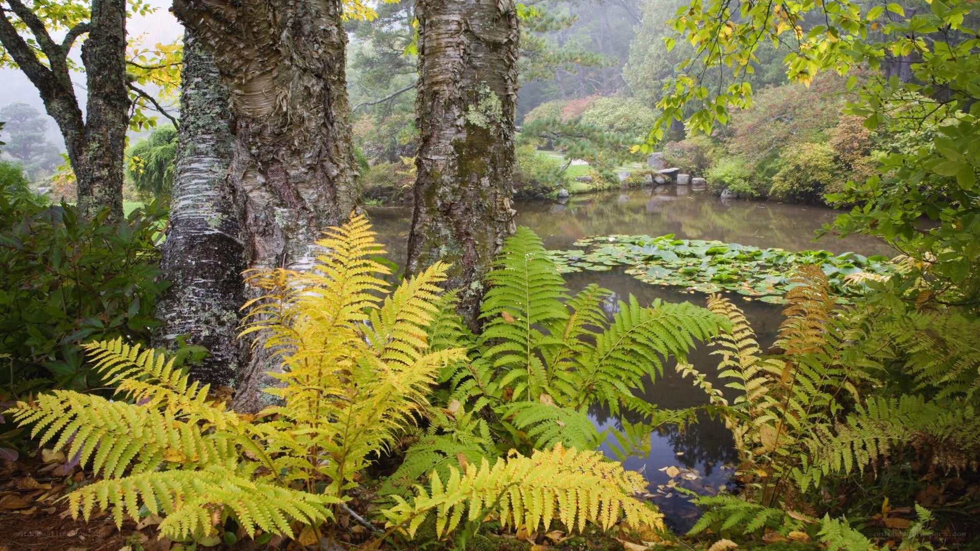 Forest pond with ferns and trees