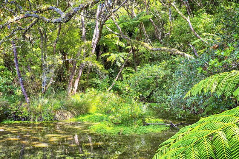 Forest Pond with Ferns