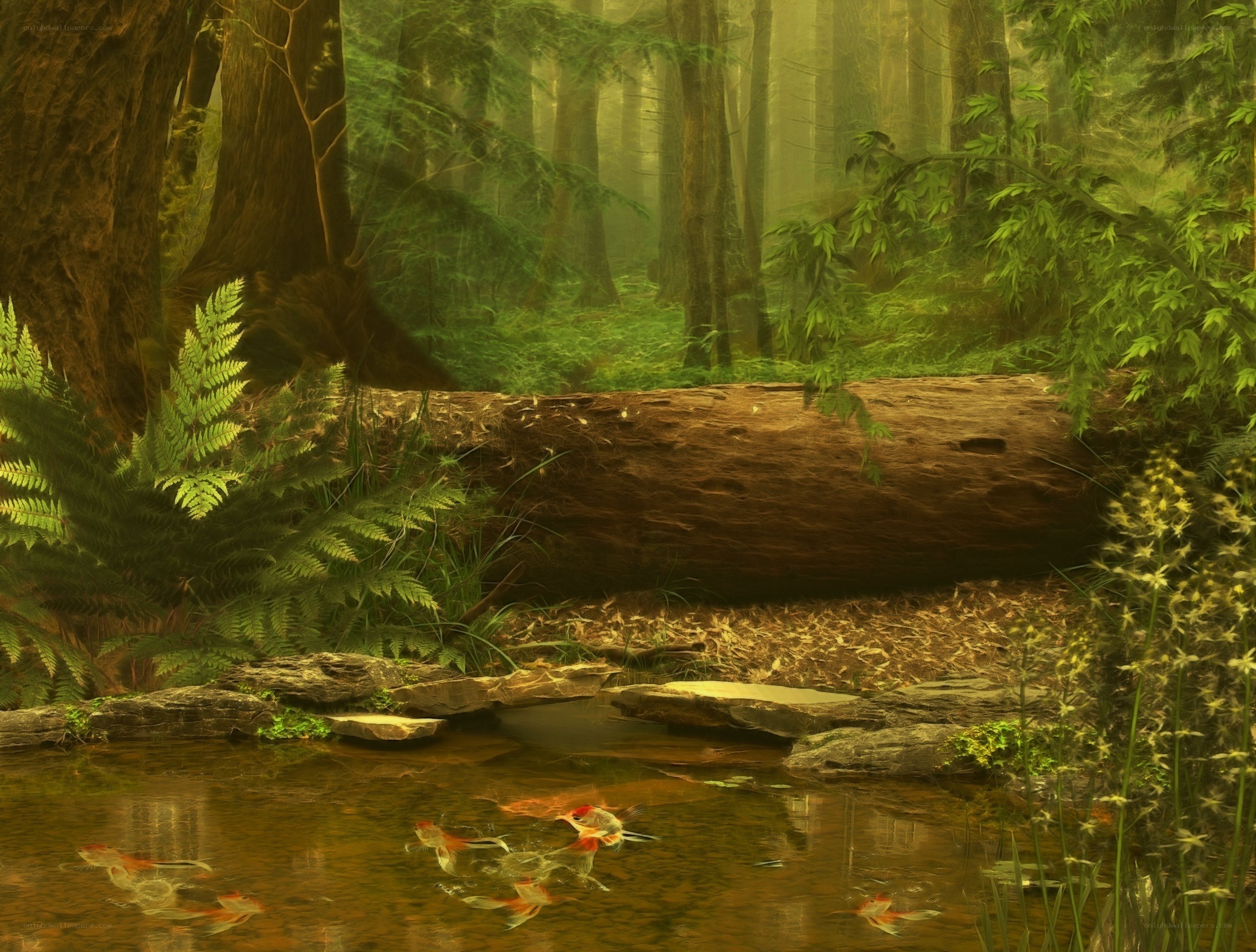 Forest pond with fish