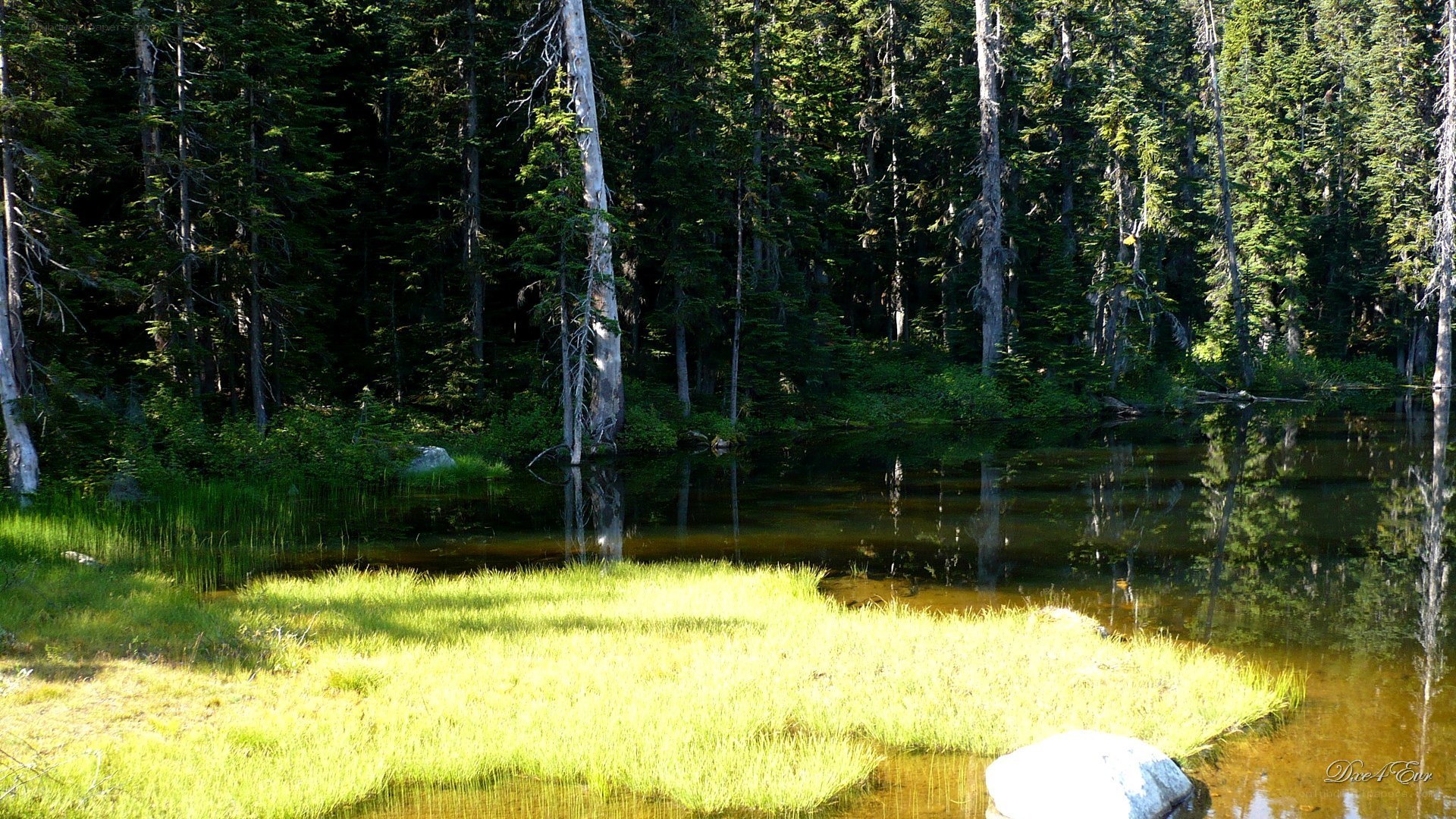 Forest pond with grassy island