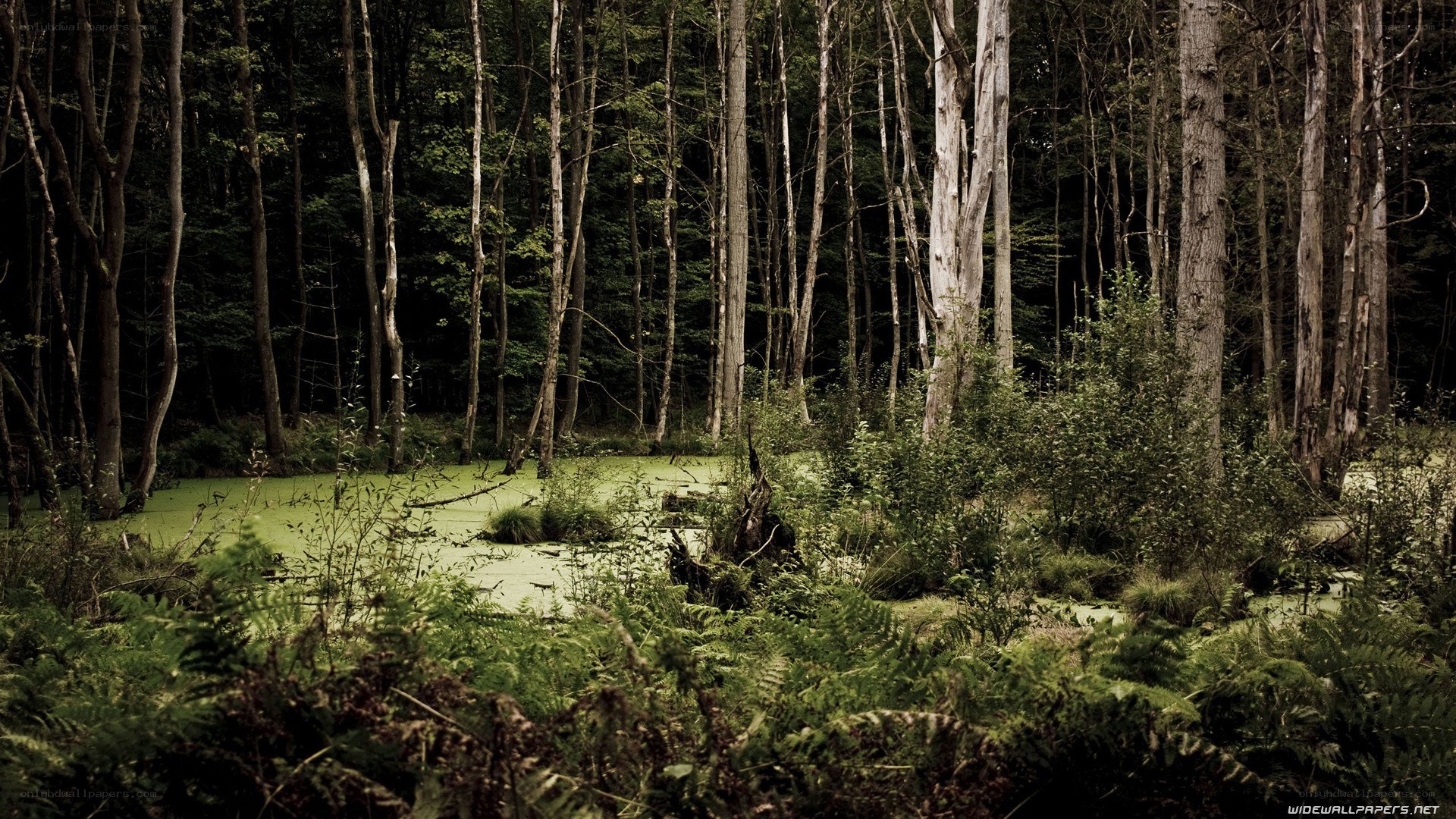 Forest pond with green algae