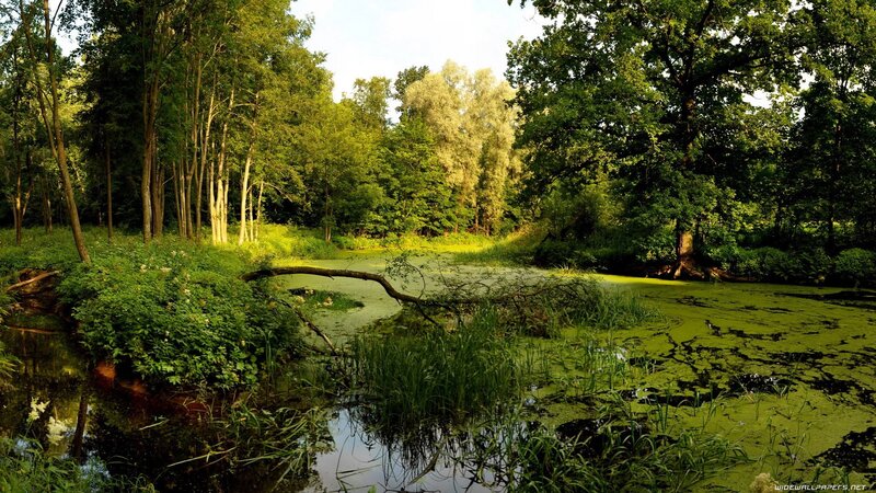 Forest pond with green algae