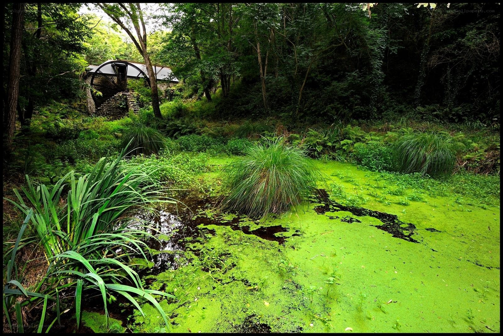 Forest pond with green algae