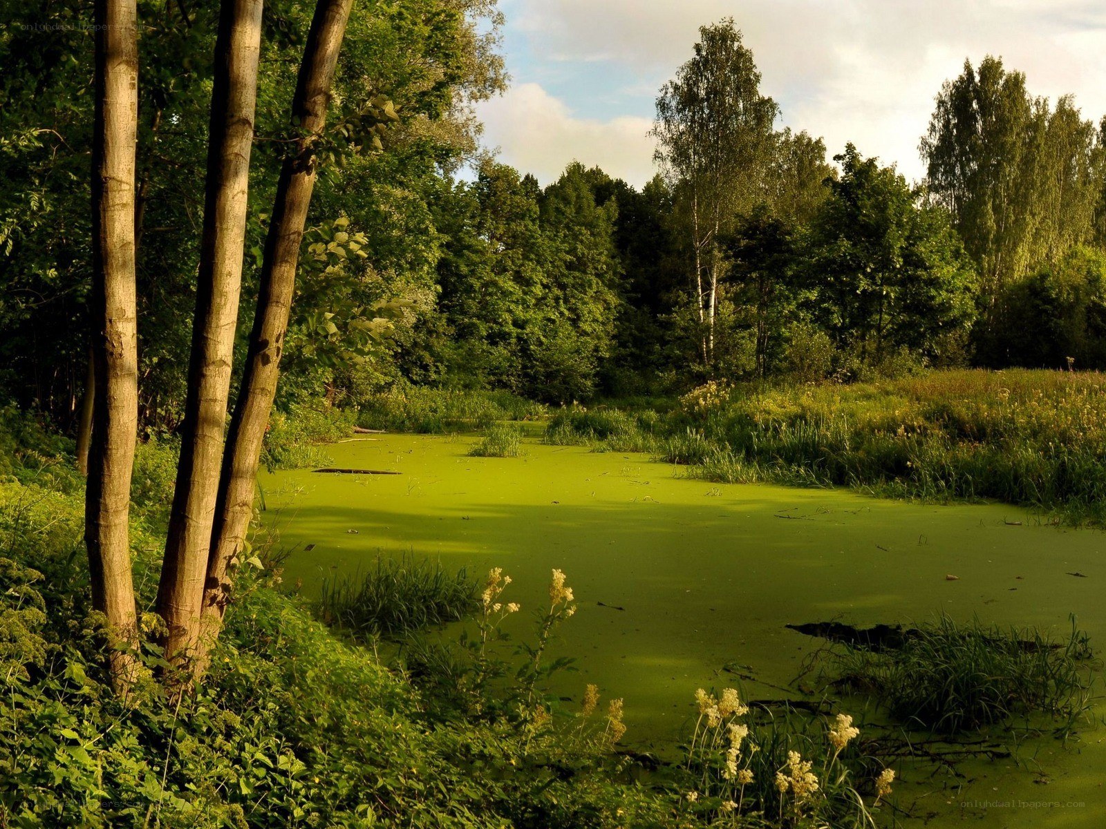 Forest pond with green algae