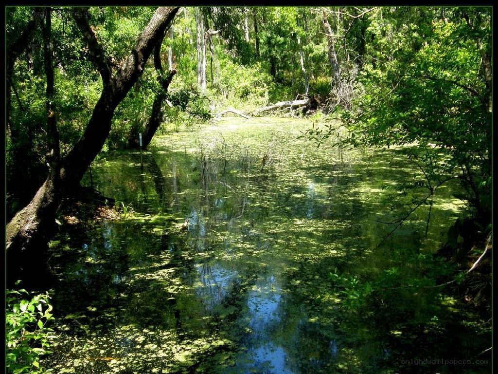 Forest pond with green algae