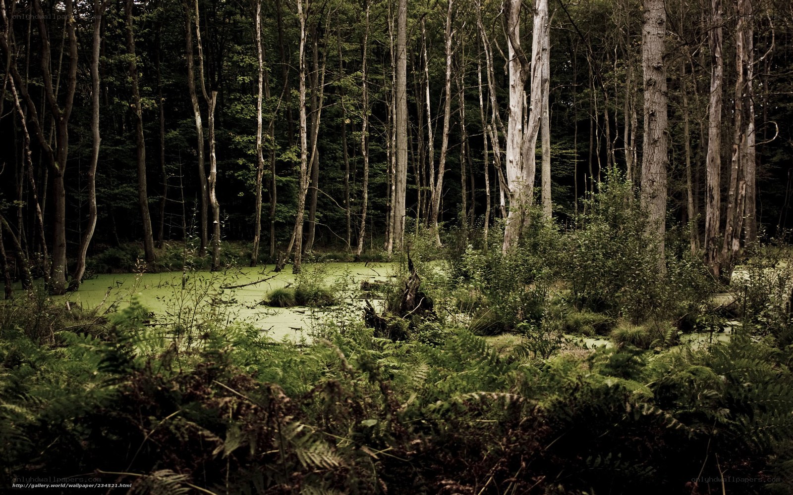 Forest pond with green algae