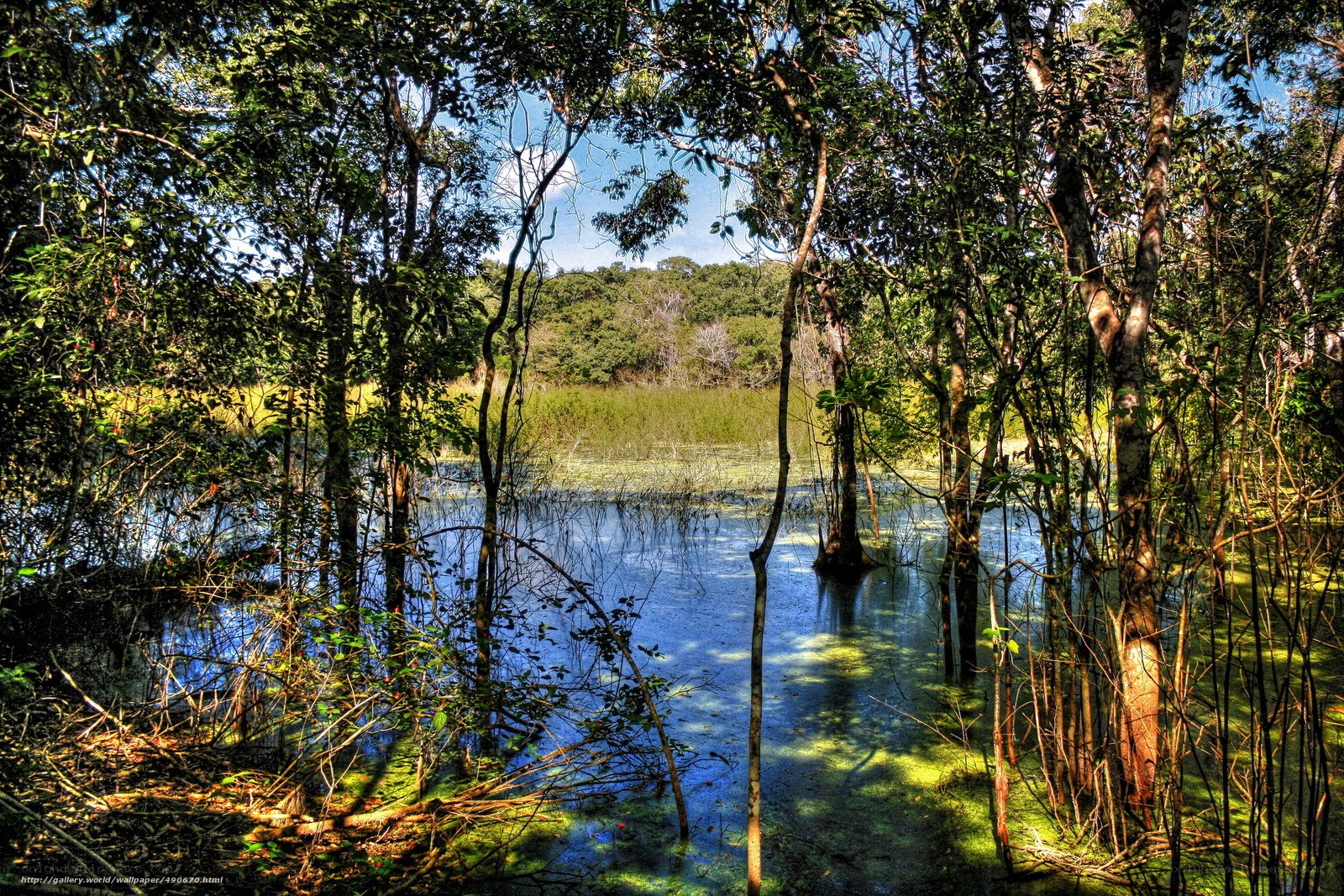 Forest pond with green algae