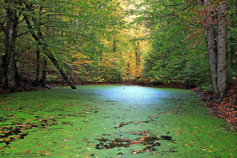Forest pond with green algae