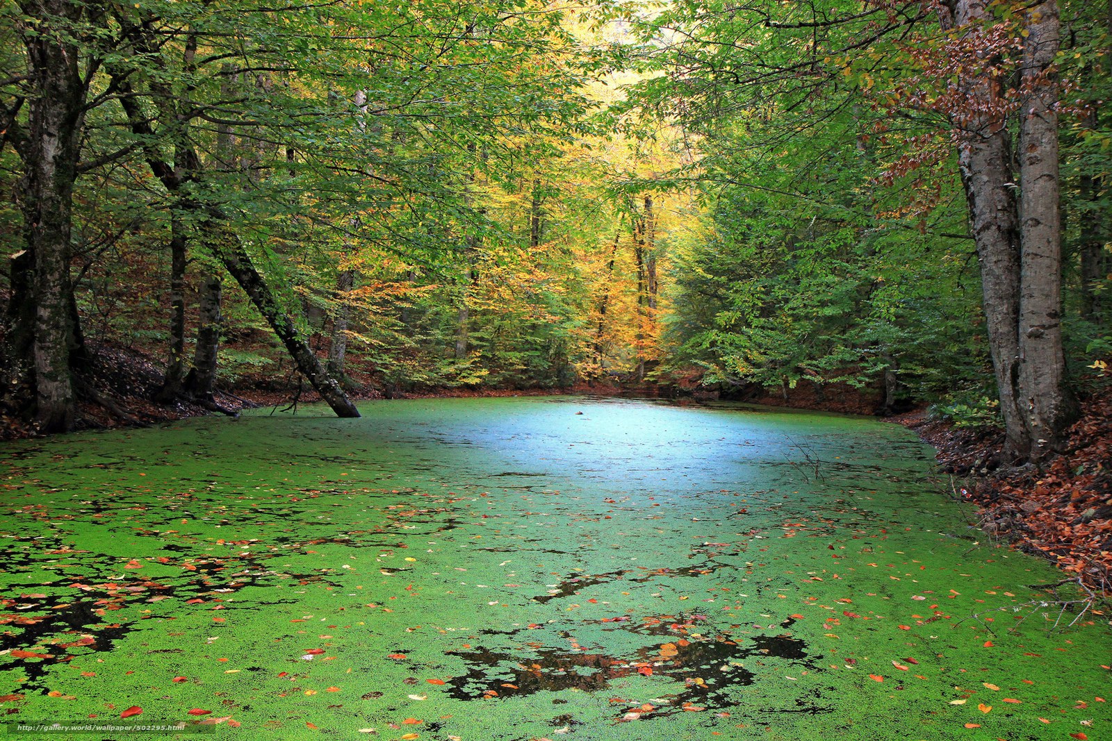 Forest pond with green algae