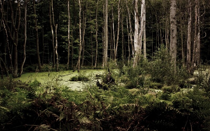 Forest pond with green algae