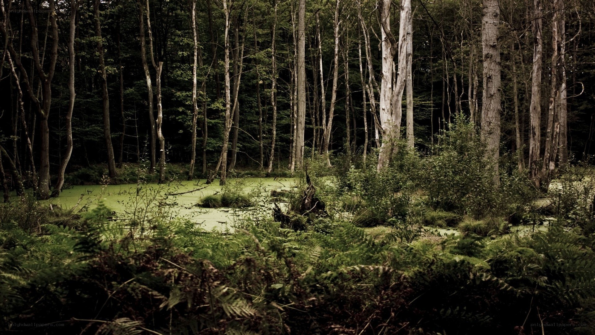 Forest pond with green algae