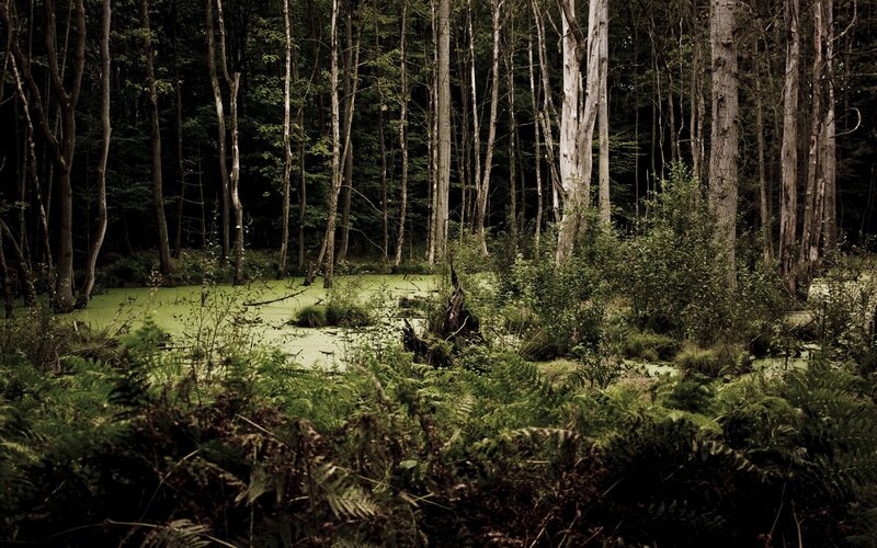 Forest pond with green algae