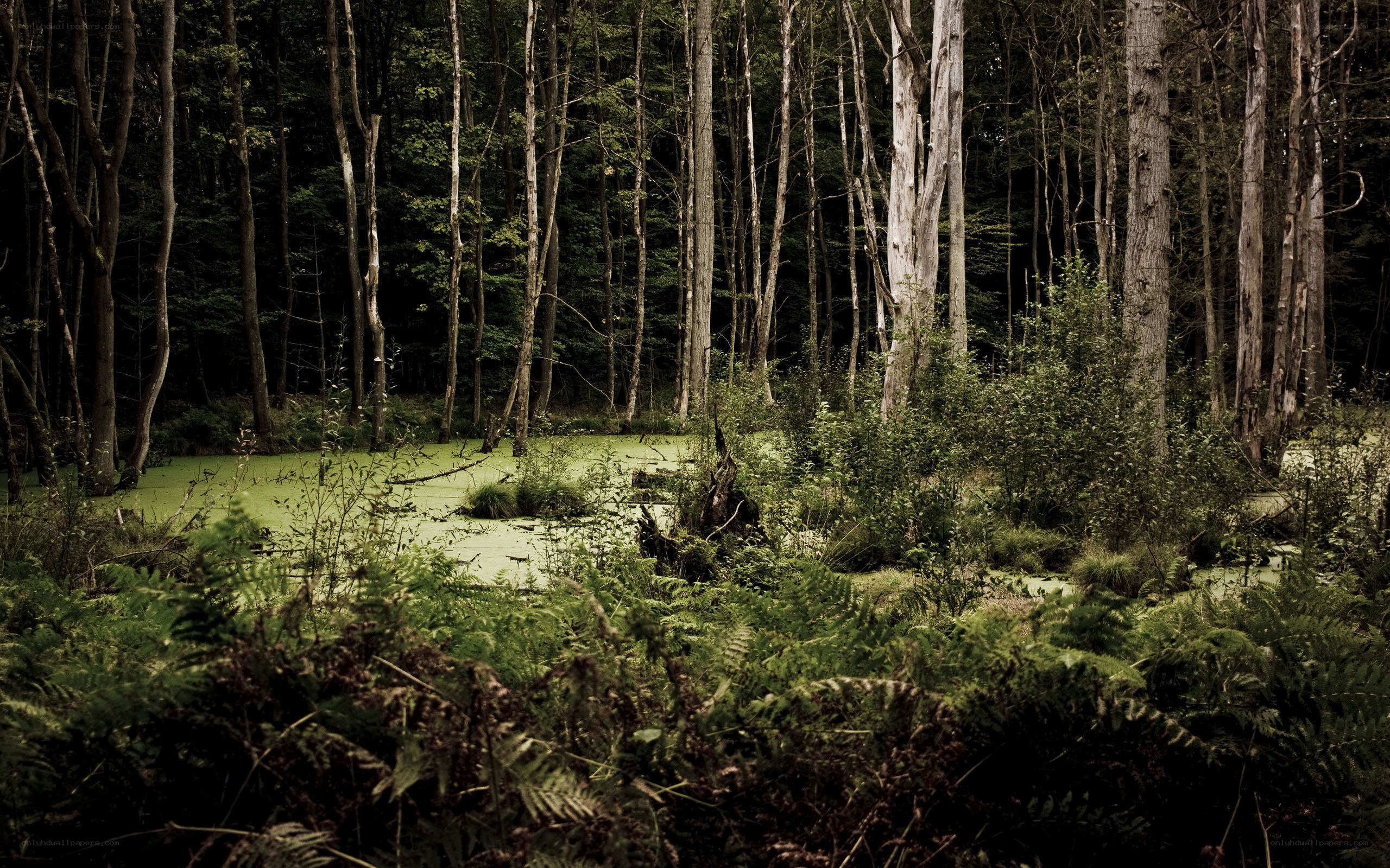 Forest pond with green algae