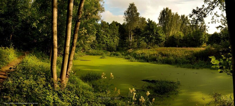 Forest pond with green algae