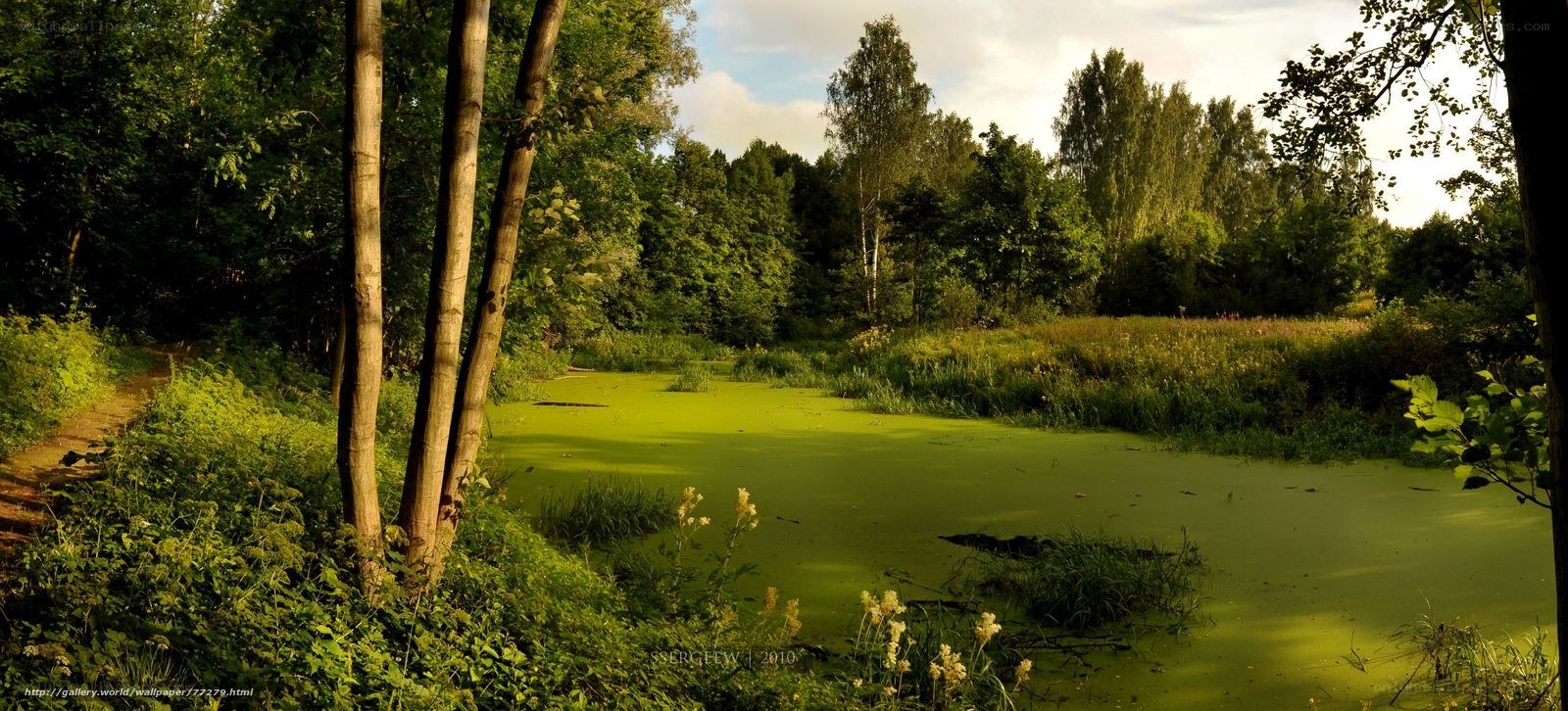 Forest pond with green algae