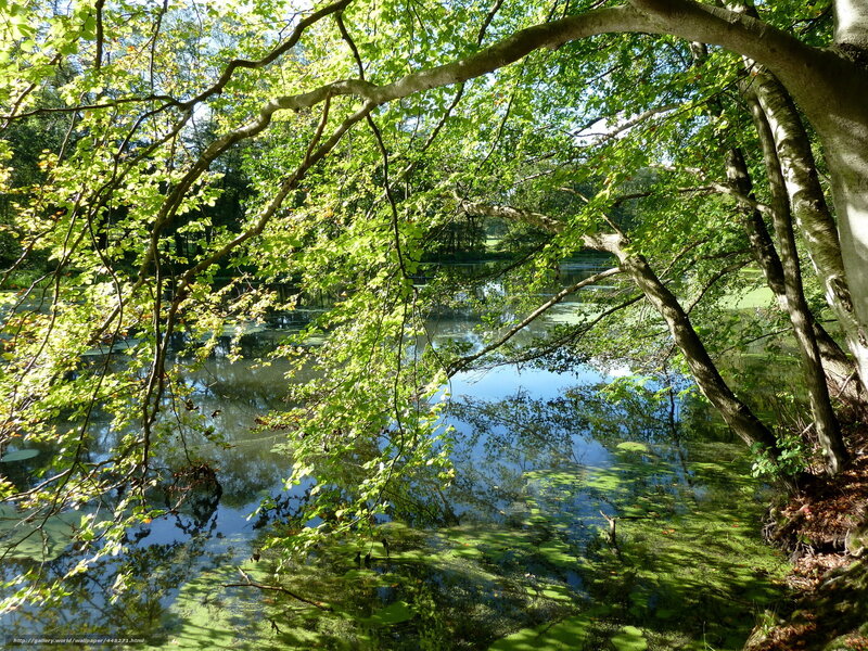 Forest pond with green foliage