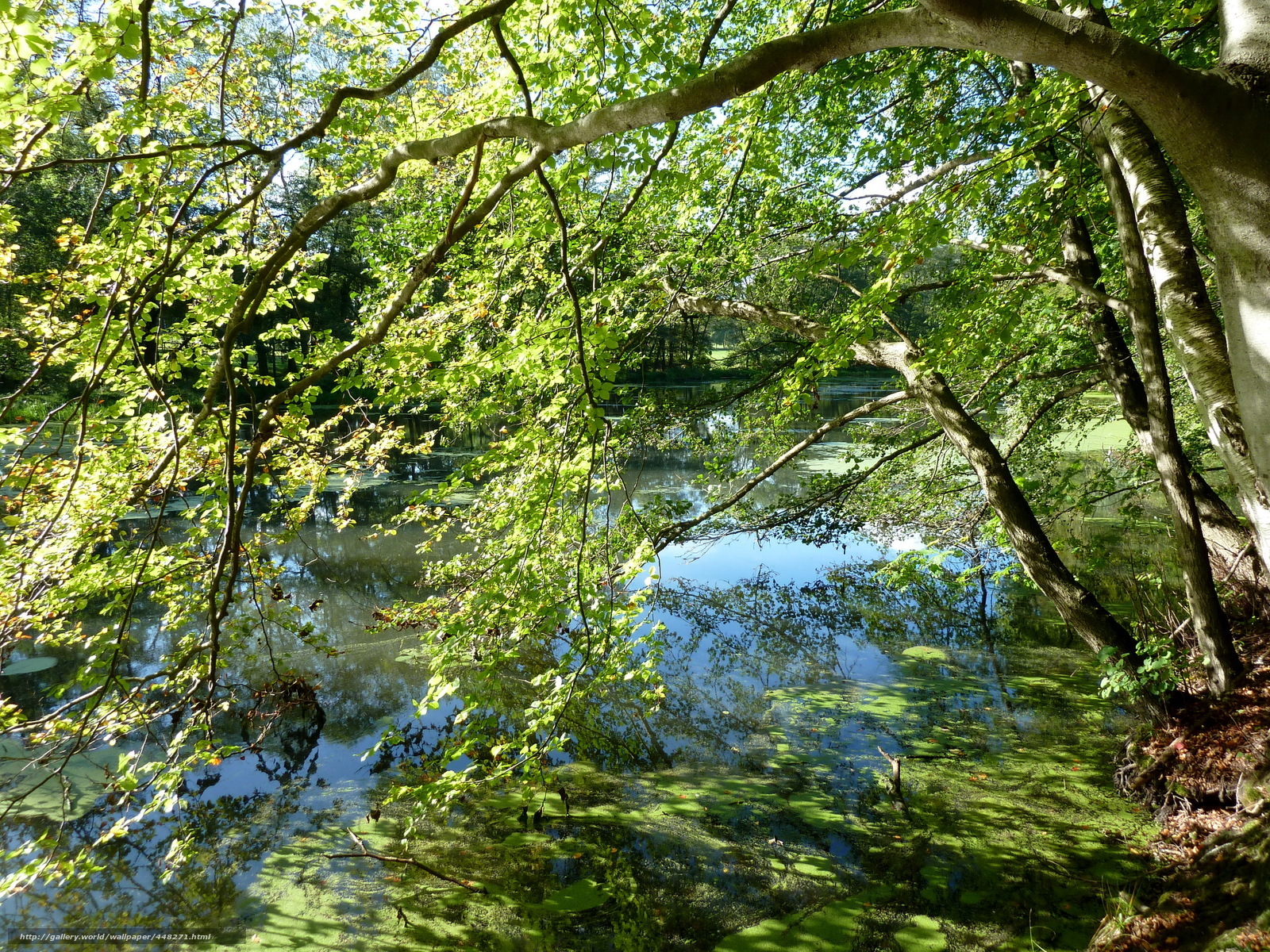 Forest pond with green foliage
