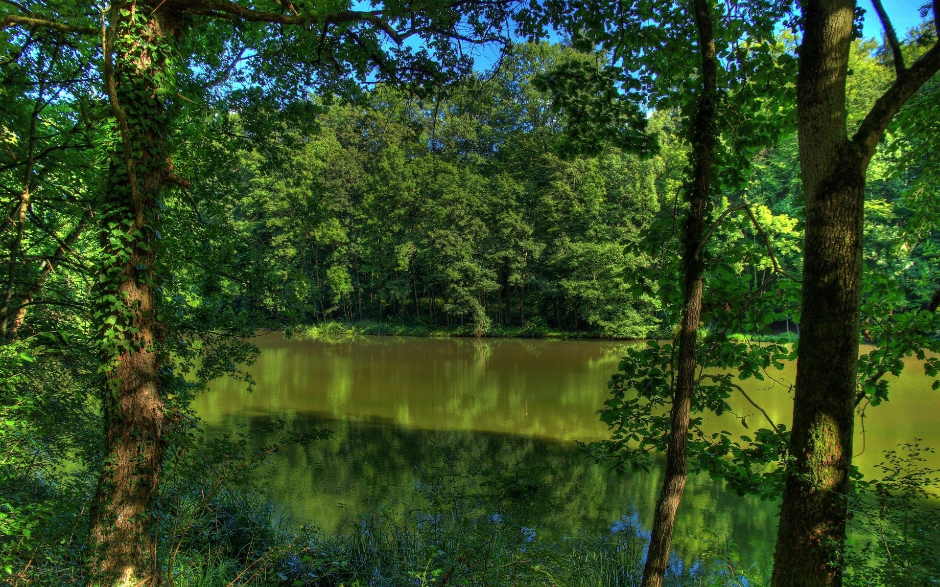 Forest pond with green trees