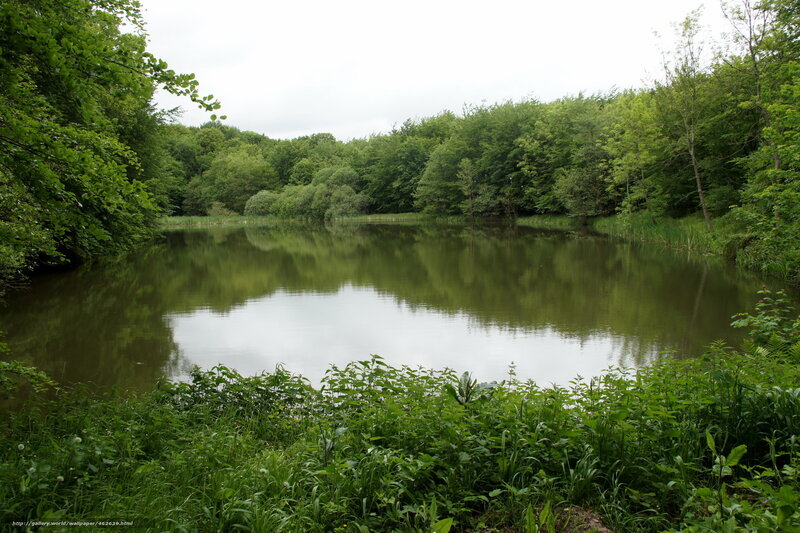 Forest pond with green trees