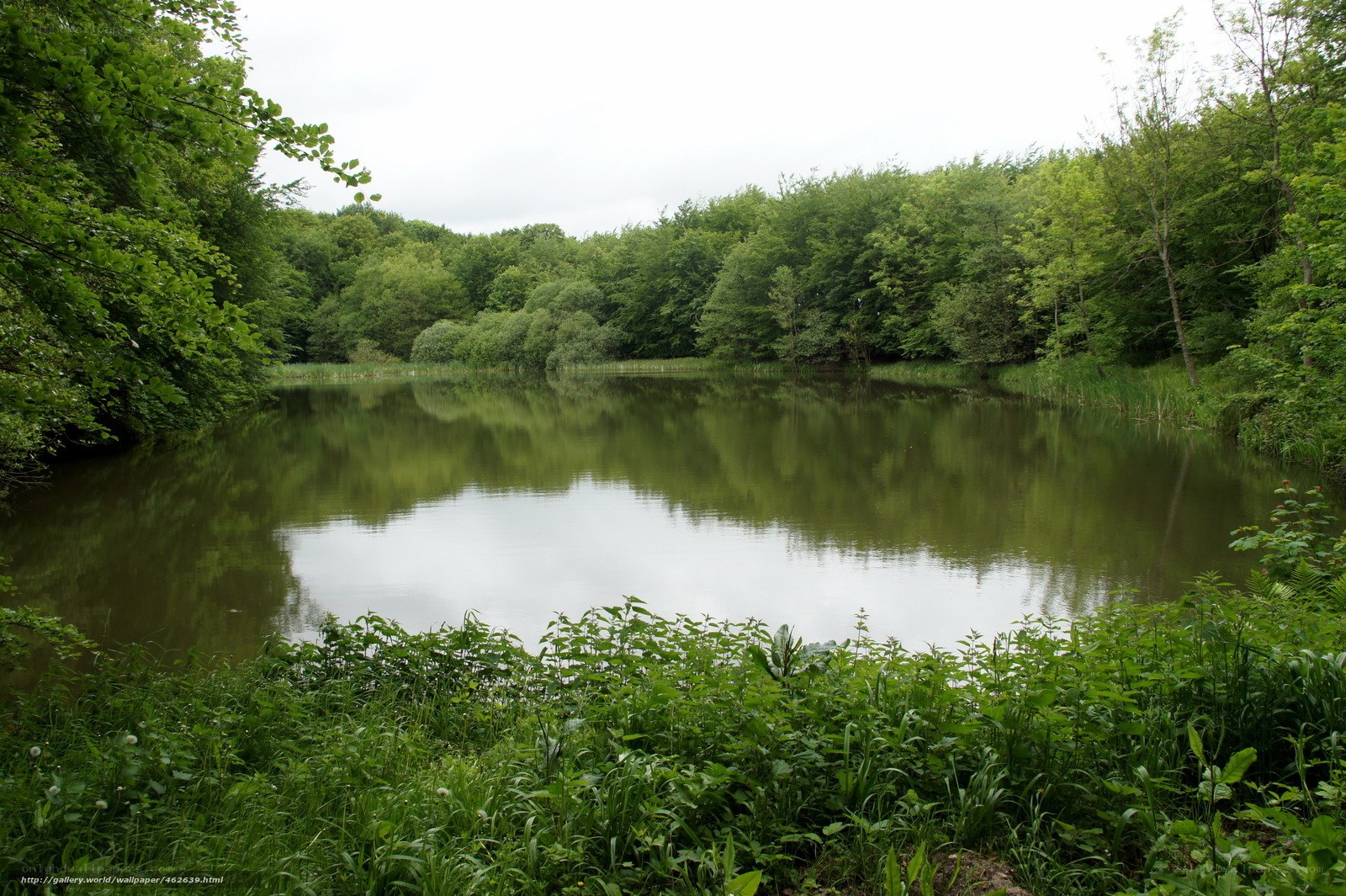 Forest pond with green trees
