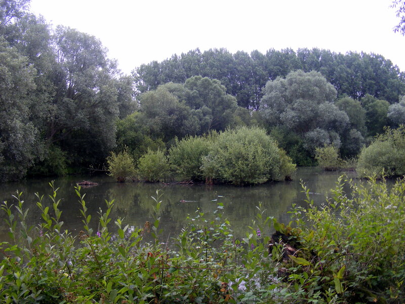 Forest pond with greenery