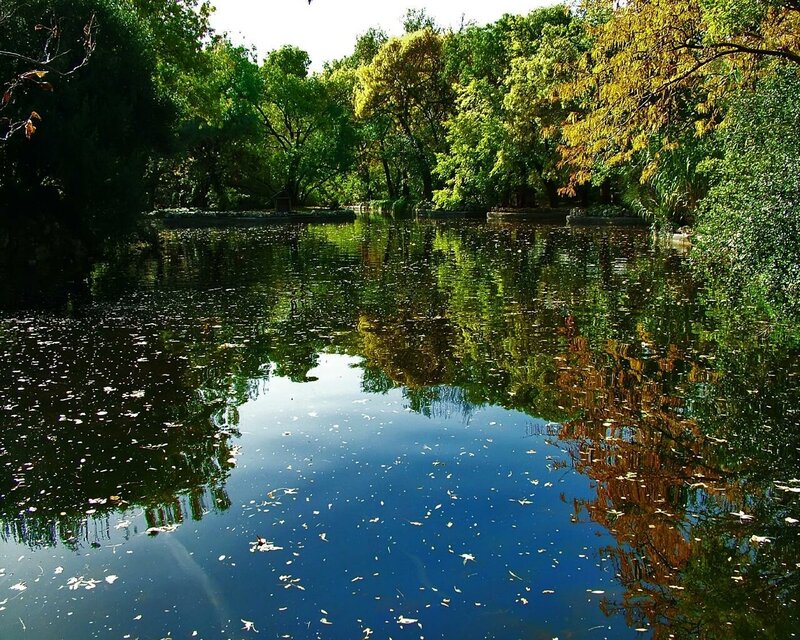 Forest pond with leaf reflections