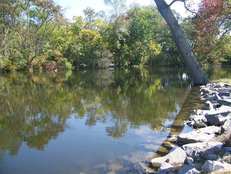 Forest pond with leaning tree